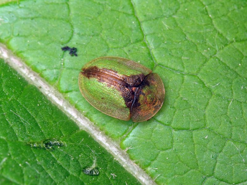 Cassida (Cassida) vibex Linnaeus, 1767